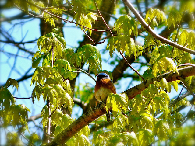 Bird Stories